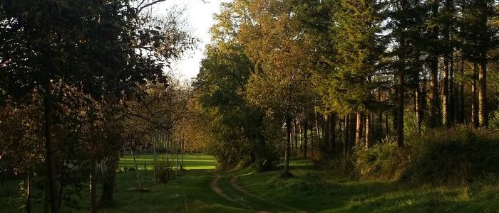 chemin dans la foret pour acceder aux gites