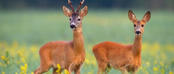 chevreuils aux aguets dans la plaine